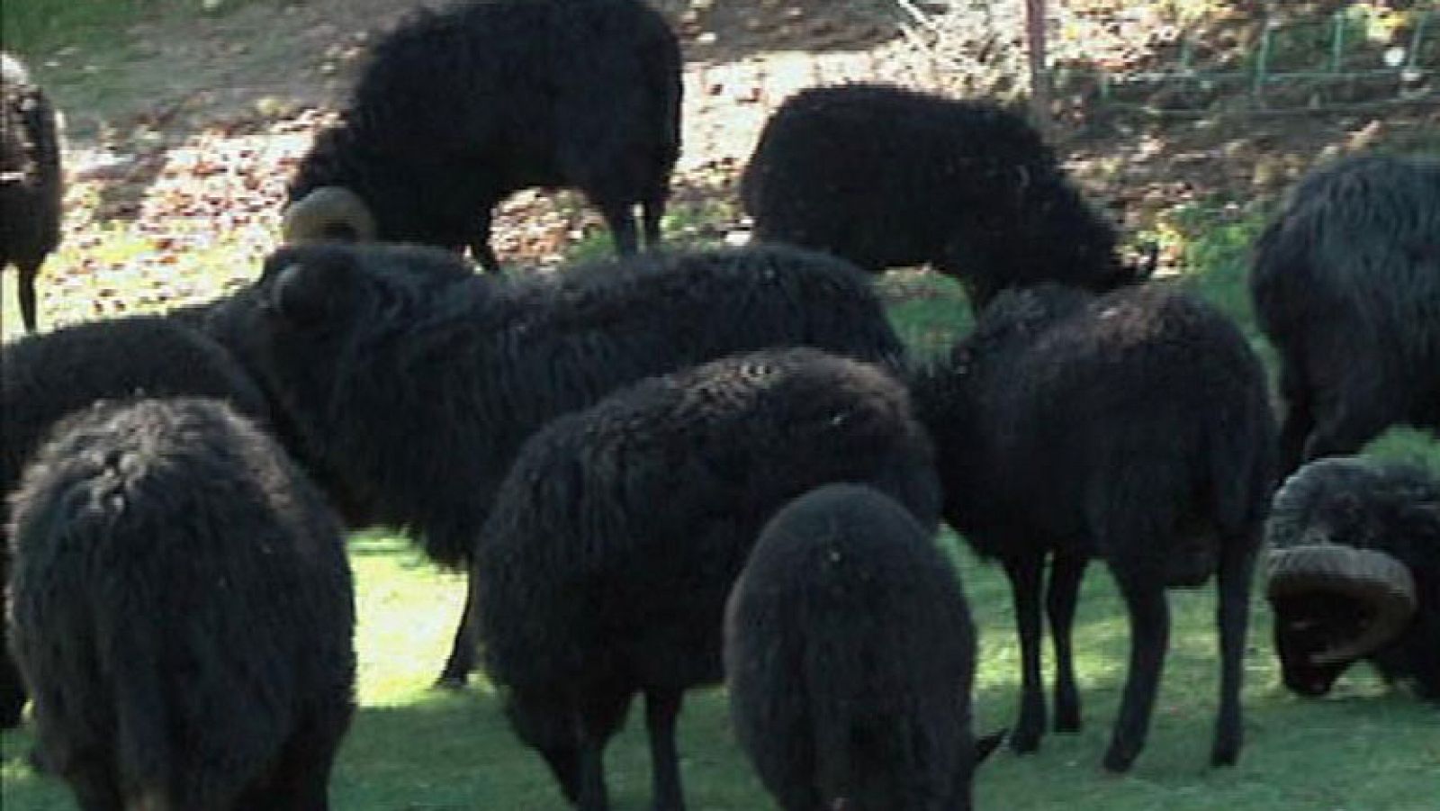 ¡Nos gustan las ovejas negras!