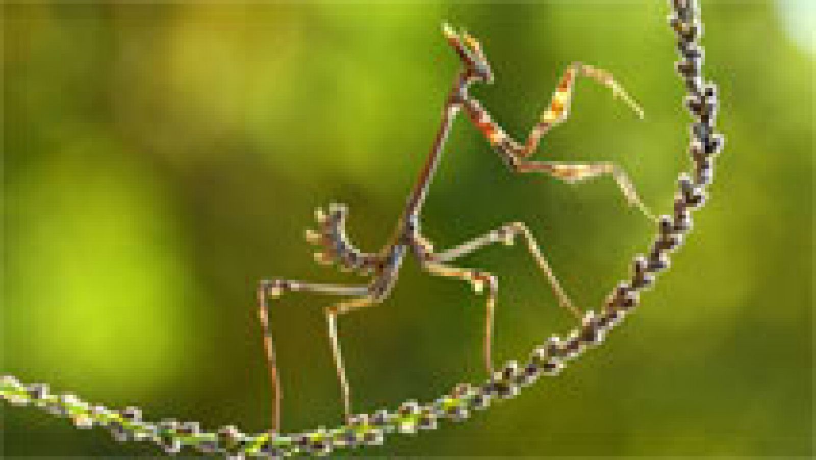 Las impresionantes fotografías del concurso National Geographic 2014