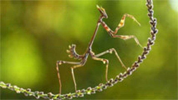 Telediario 1 - Las mejores imágenes del concurso de National Geographic