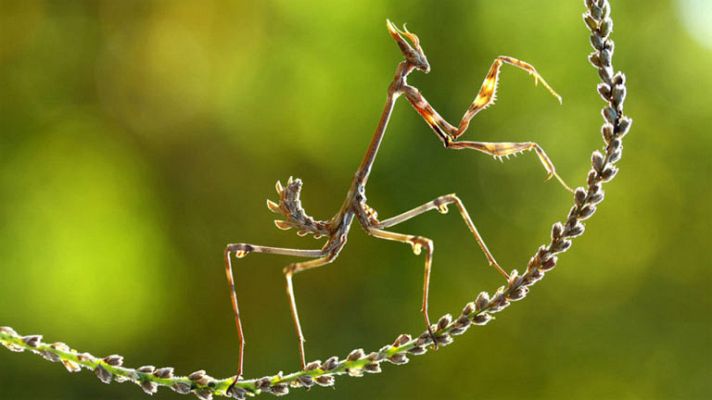 Telediario 1 - Las mejores imágenes del concurso de National Geographic