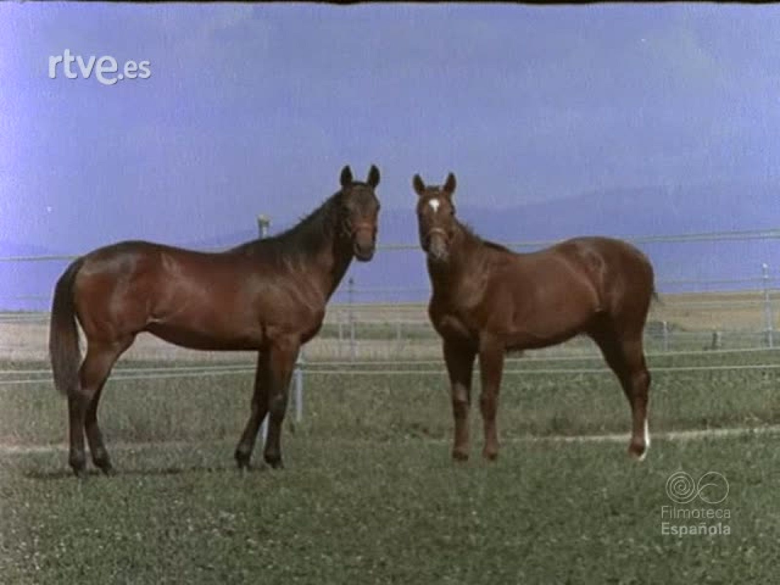 EQUITACION - Imágenes del deporte | Ver