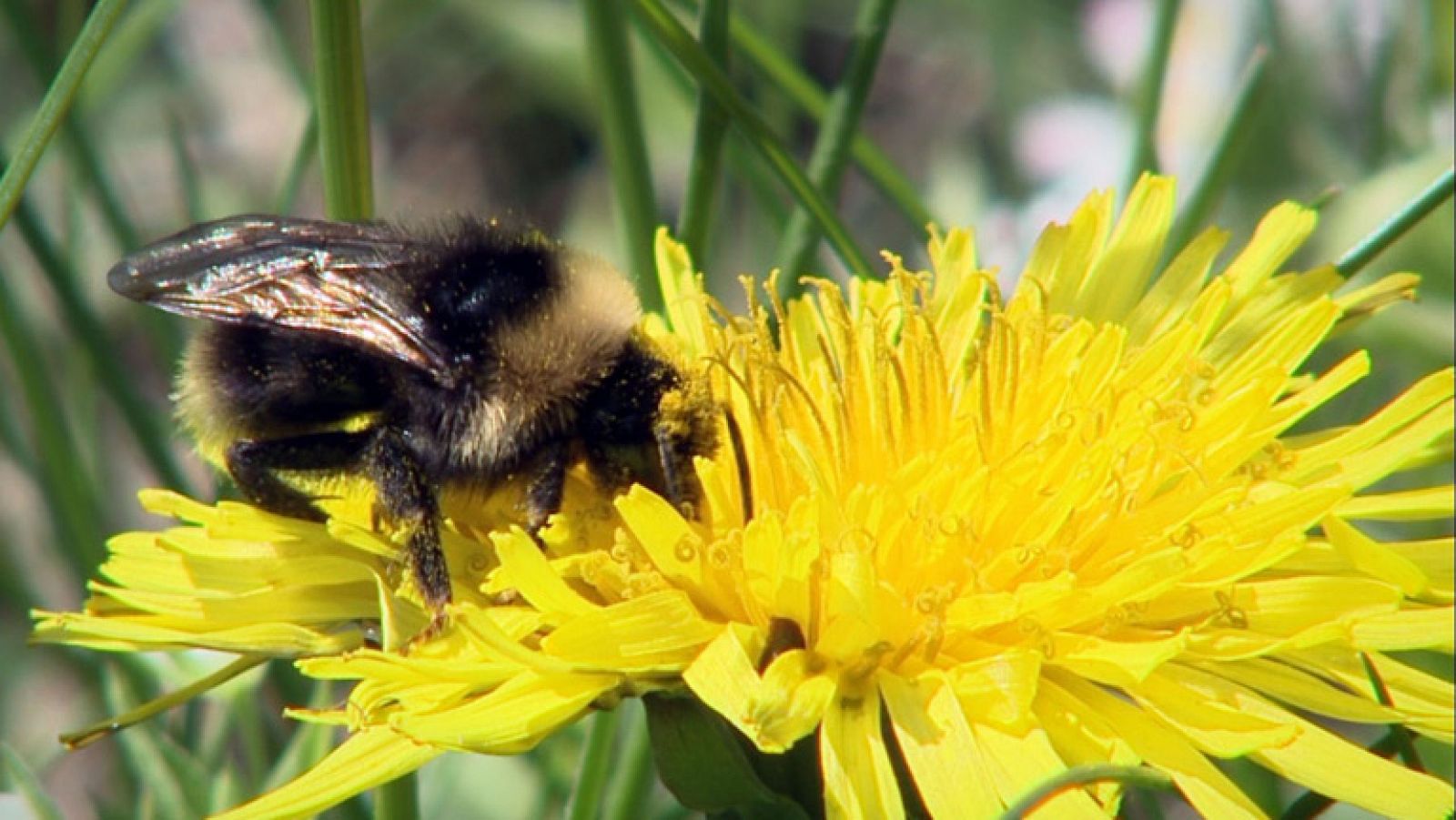 Un mundo sin abejas en 'La Noche Temática'