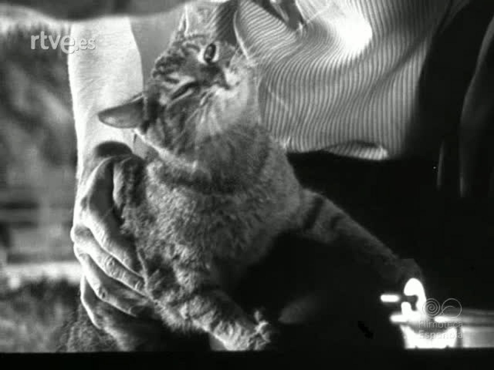 ANIMALES SABIOS - Documentales Blanco y Negro | Ver