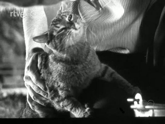 Documentales Blanco y Negro - ANIMALES SABIOS