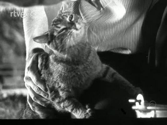 Documentales Blanco y Negro - ANIMALES SABIOS