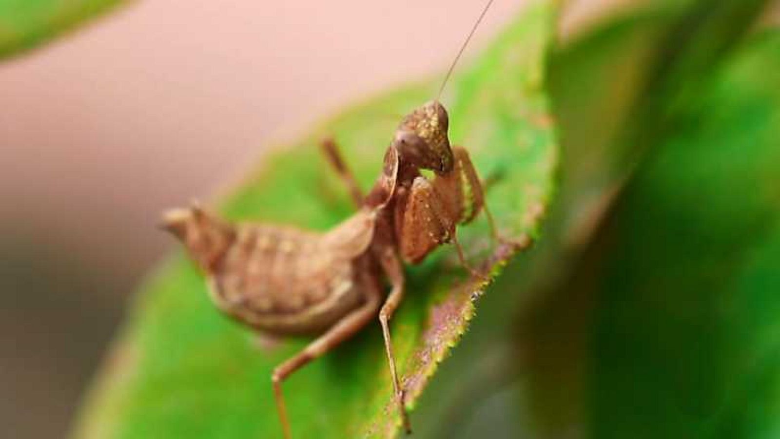 La aventura del saber - 03/11/14 - Ver ahora