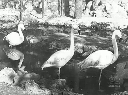 Documentales Blanco y Negro - NOTICIAS SOBRE BARCELONA (DIPUTACION DE BARCELONA 1944)