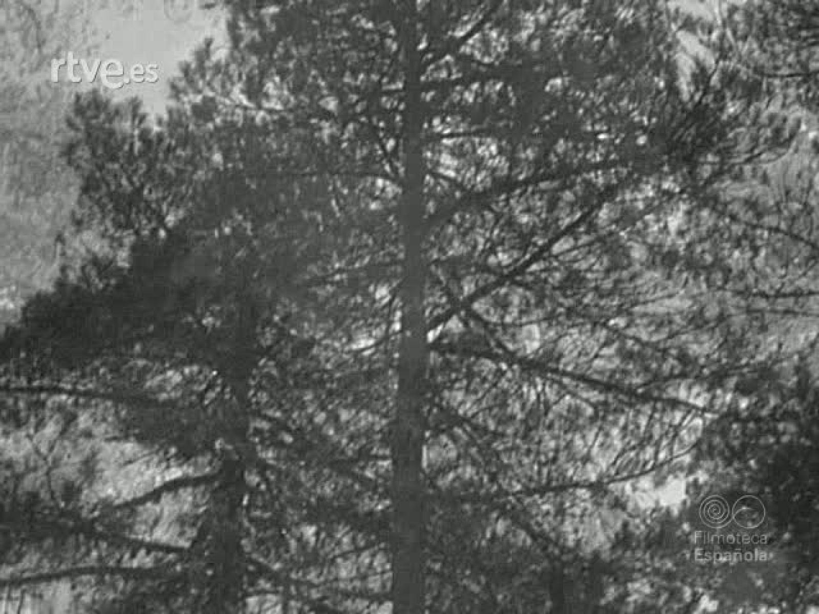 MADERADA - Documentales Blanco y Negro | Ver