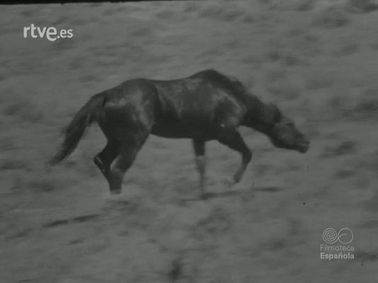 Documentales Blanco y Negro - CABALLOS SALVAJES