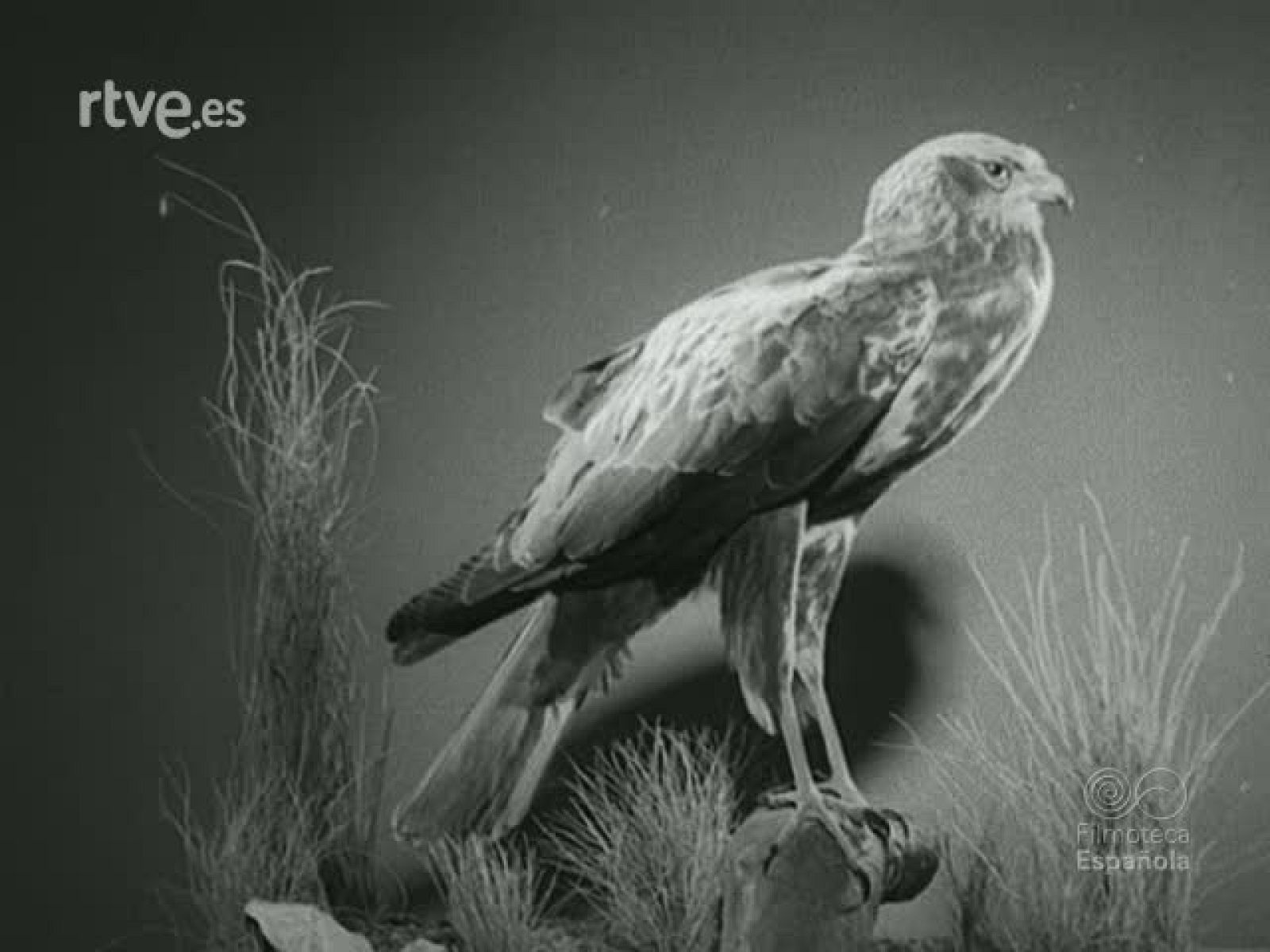 LA CAZA EN ESPAÑA (MATERIALES SIN MONTAR) - Documentales Blanco y Negro | Ver