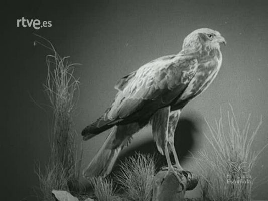 Documentales Blanco y Negro - LA CAZA EN ESPAÑA (MATERIALES SIN MONTAR)