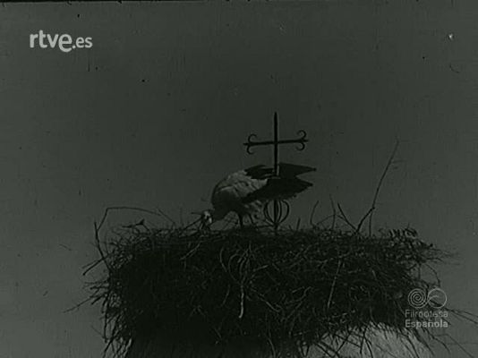 Documentales Blanco y Negro - Y LLEGO LA CIGUEÑA (MATERIALES SIN MONTAR)