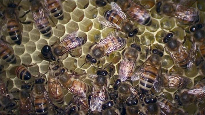 La noche temática - La Noche temática -Avance: 'El efecto abeja'