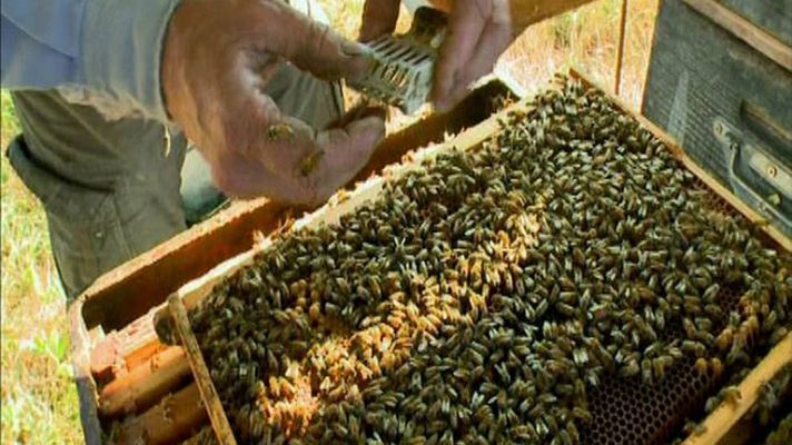 La noche temática - La Noche Temática - Avance: 'Miel, los secretos de la colmena'