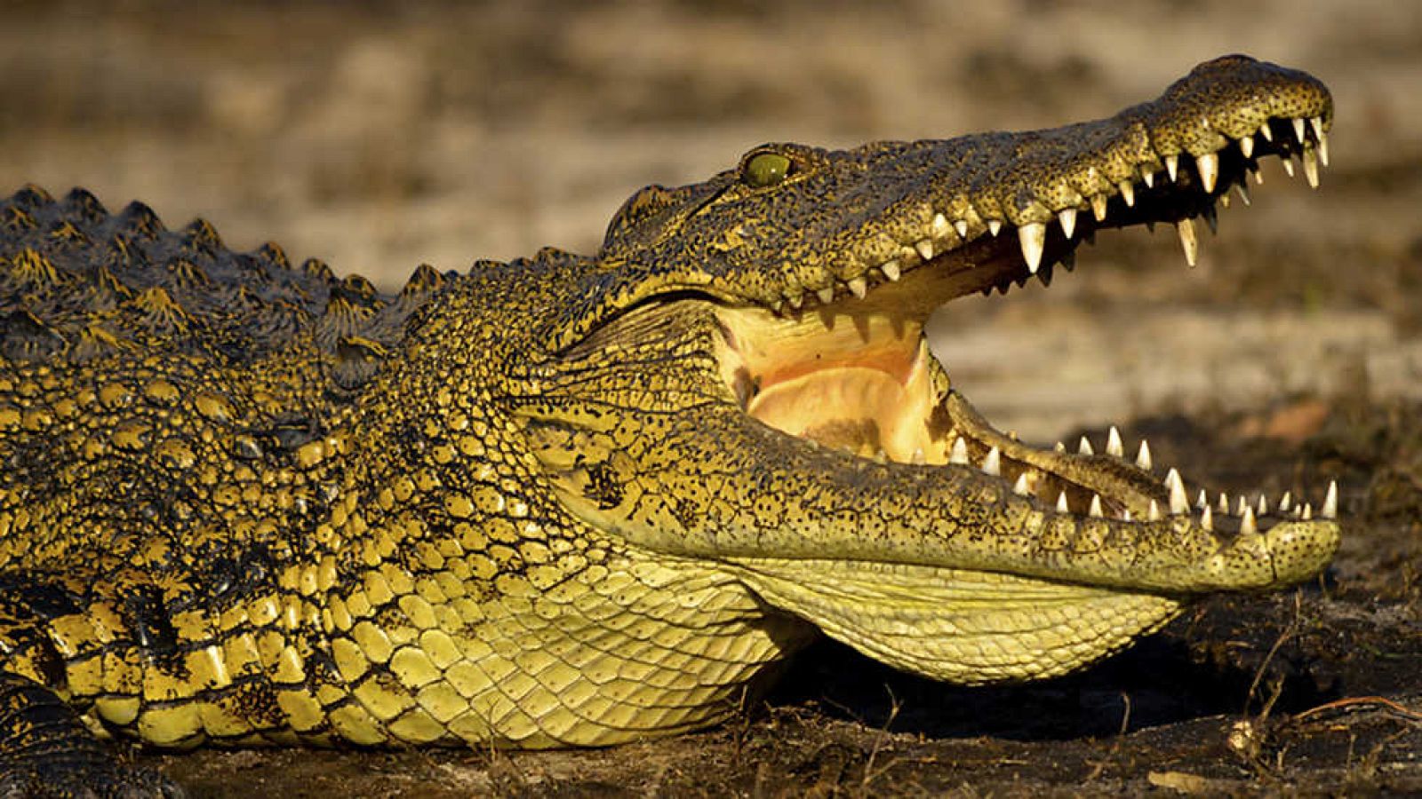 Grandes documentales - Los cocodrilos de Katuma - Ver ahora