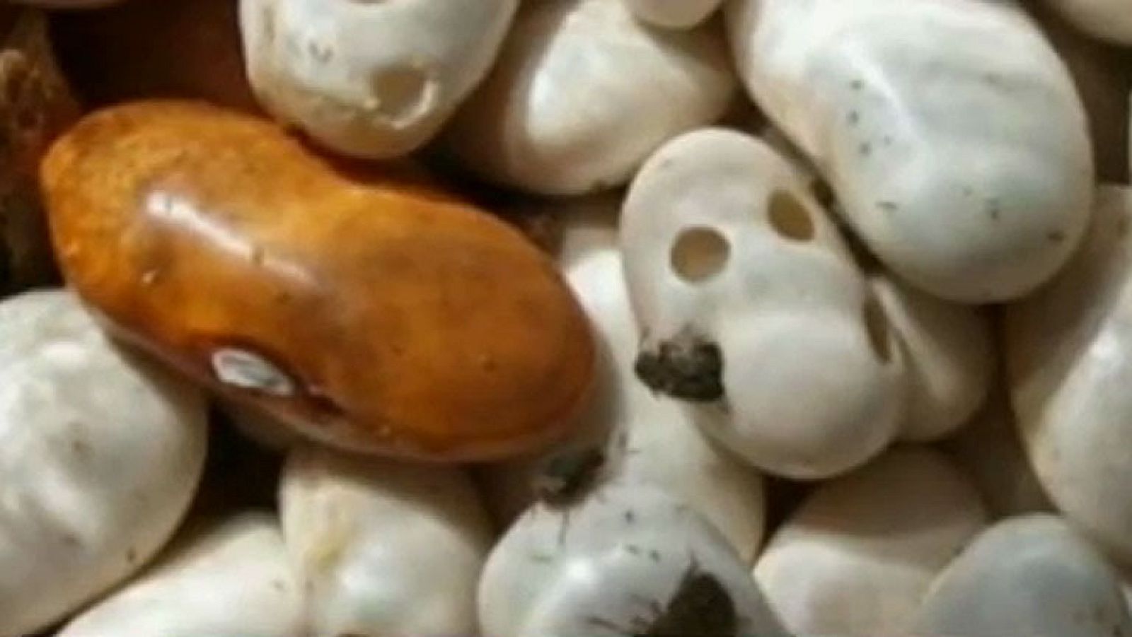 Se detectan larvas en legumbres de un comedor escolar de La Rioja