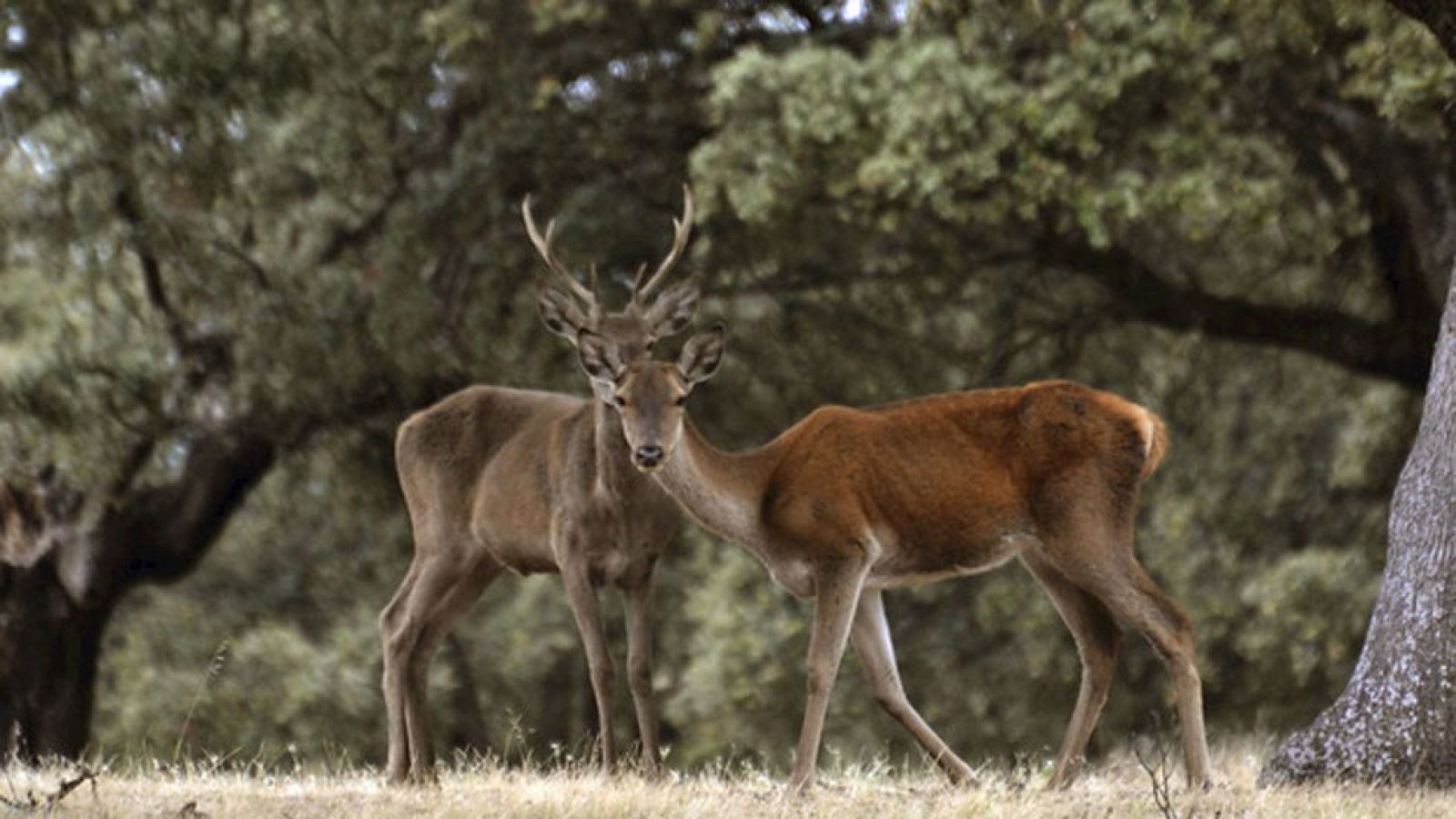 El tiempo en la Comunidad de Madrid - 06/11/14