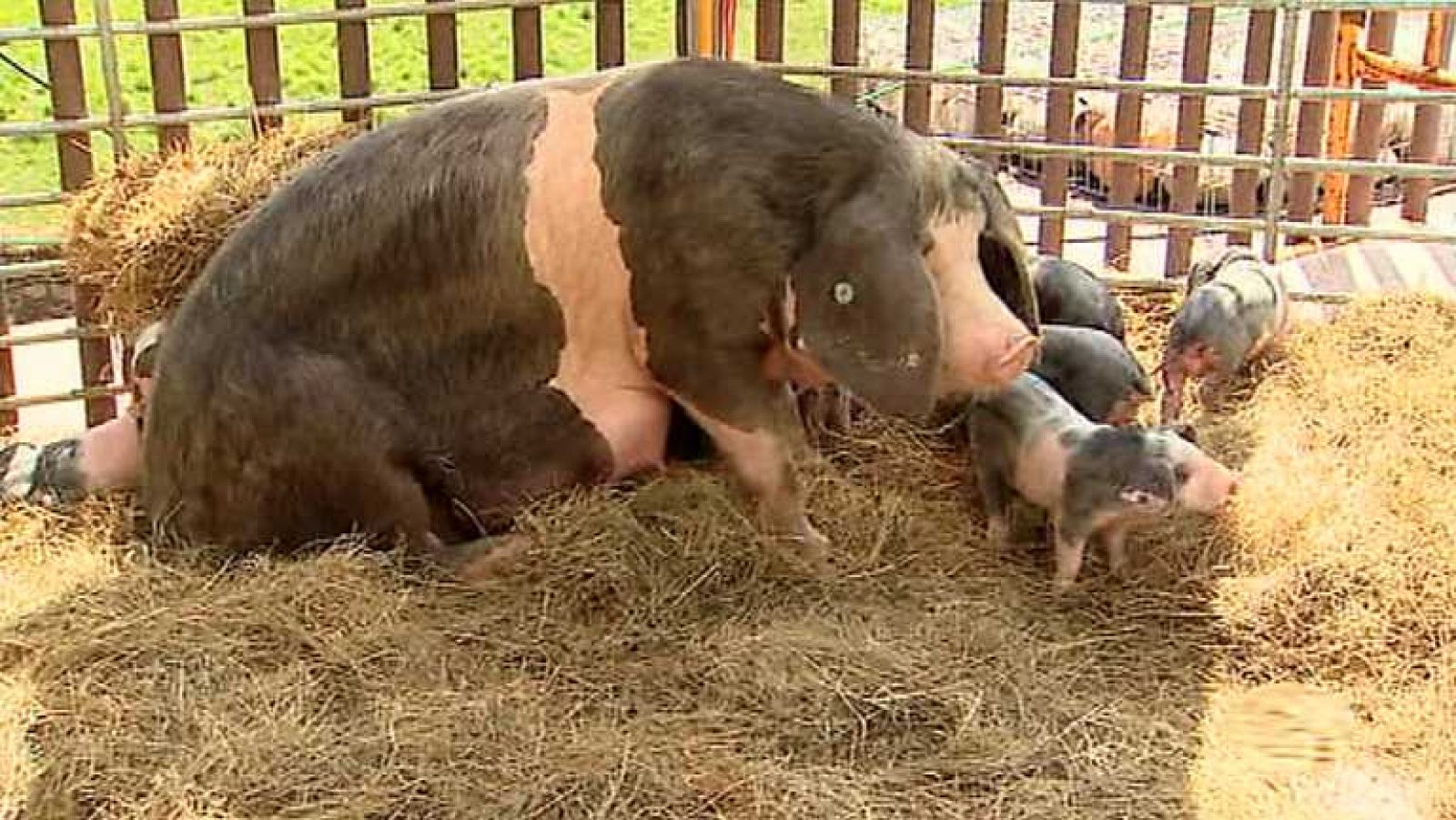 Para todos La 2 - 06/11/14  - Ver ahora