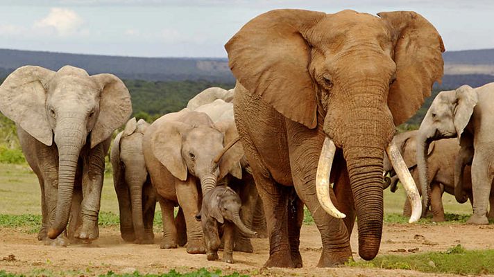 Grandes documentales - Iconos de la vida salvaje: Los gigantes vegetarianos