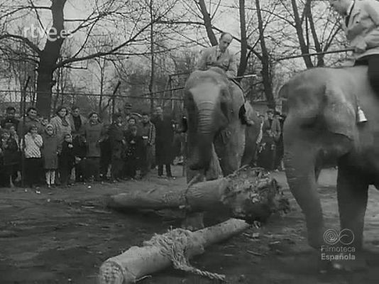 Revista Imágenes - AMENIDADES ZOOLOGICAS