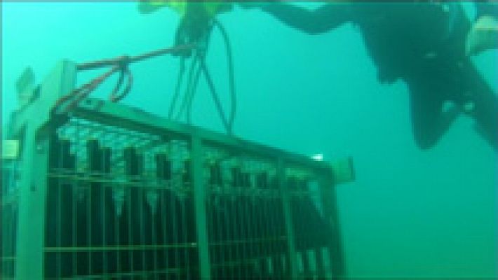 Lab24 - El cava del mar