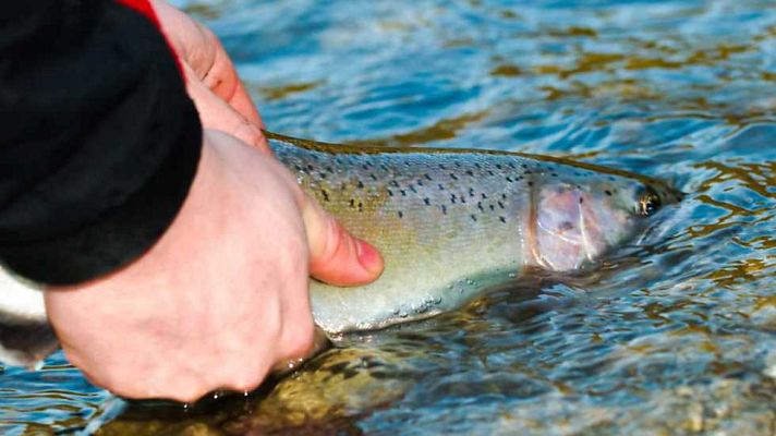 Jara y sedal - Estamos de vuelta