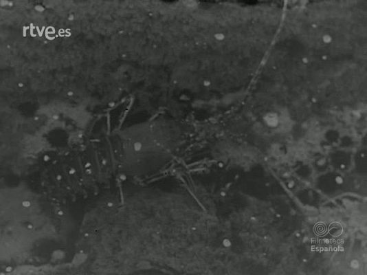 Revista Imágenes - PESCA MARISQUERA