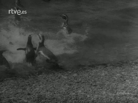 Revista Imágenes - REPORTAJES DIVERSOS