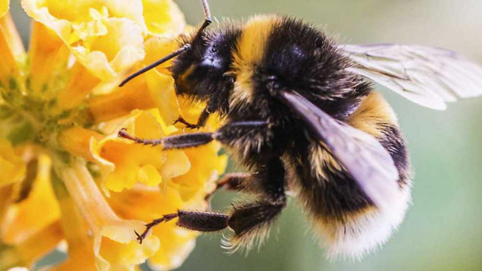 La noche temática - El efecto abeja - Ver ahora