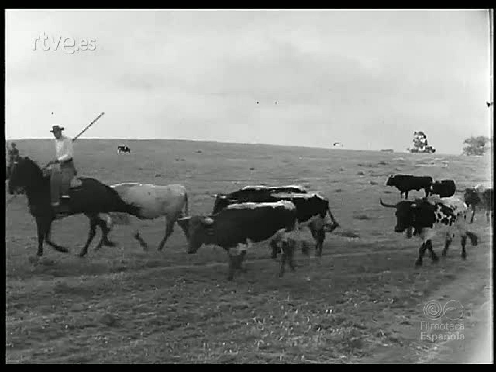 DE LA DEHESA AL ENCIERRO - Revista Imágenes | Ver