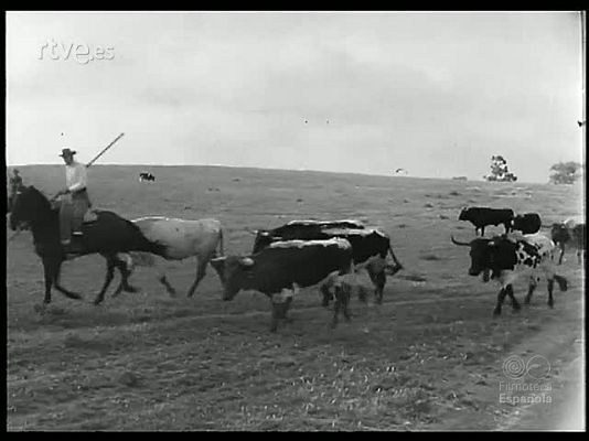 Revista Imágenes - DE LA DEHESA AL ENCIERRO