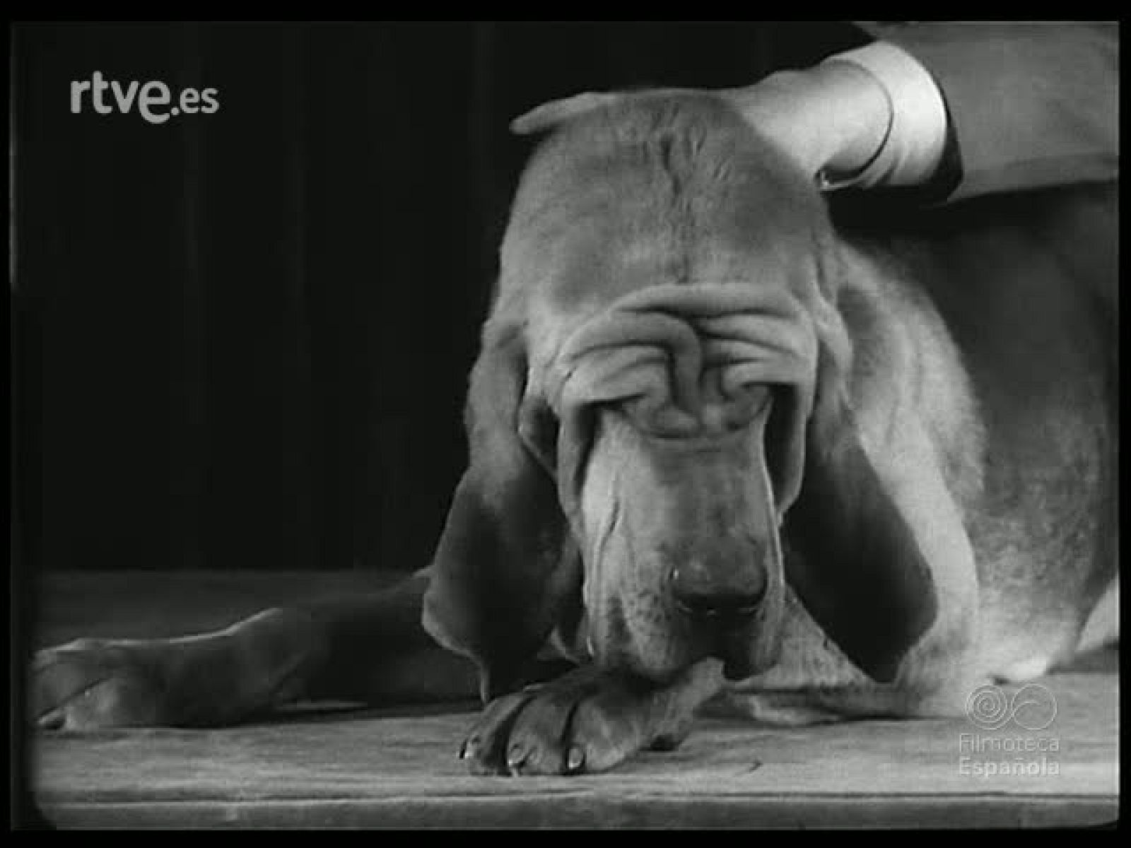 EN EL REINO ANIMAL - Revista Imágenes | Ver