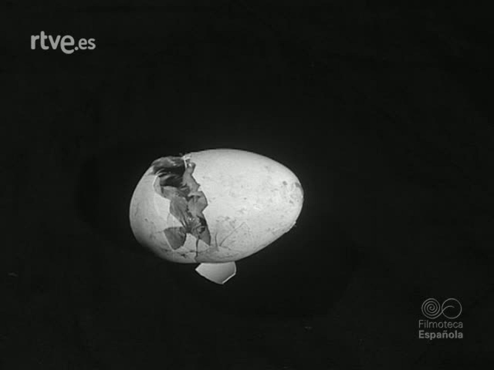 MAS ALLA DEL CASCARON - Revista Imágenes | Ver