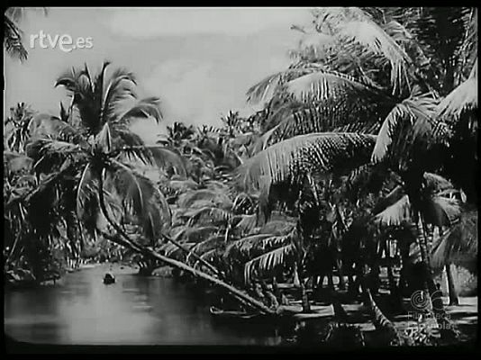 Revista Imágenes - HISTORIA DE UN ARBOL