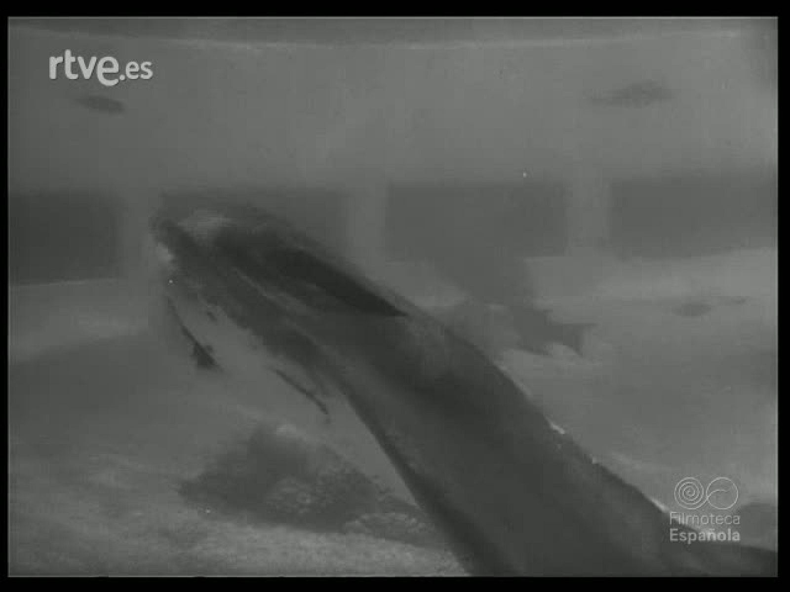 ANZUELOS Y REDES - Revista Imágenes | Ver