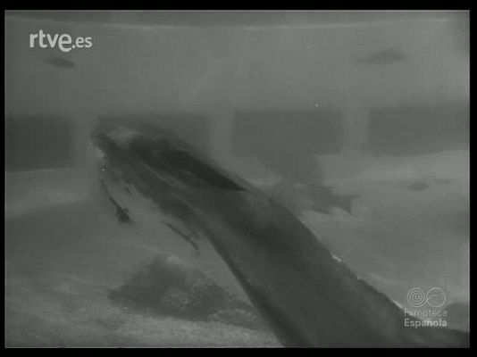 Revista Imágenes - ANZUELOS Y REDES