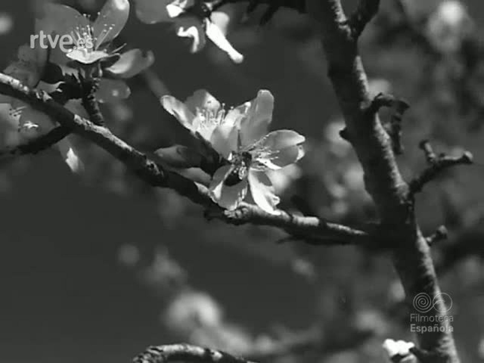 FESTEJOS PRIMAVERALES - Revista Imágenes | Ver