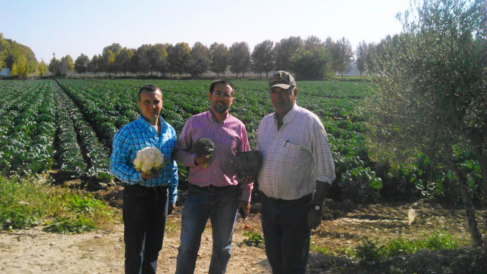 Las crucíferas están bien ricas