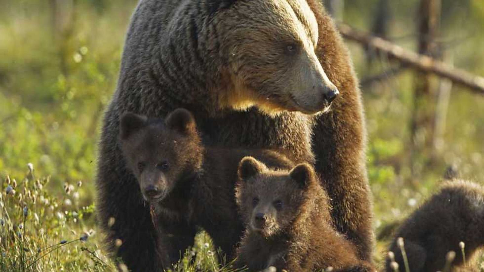 Grandes documentales - Osos polares y grizzlis: Osos en la cima del mundo