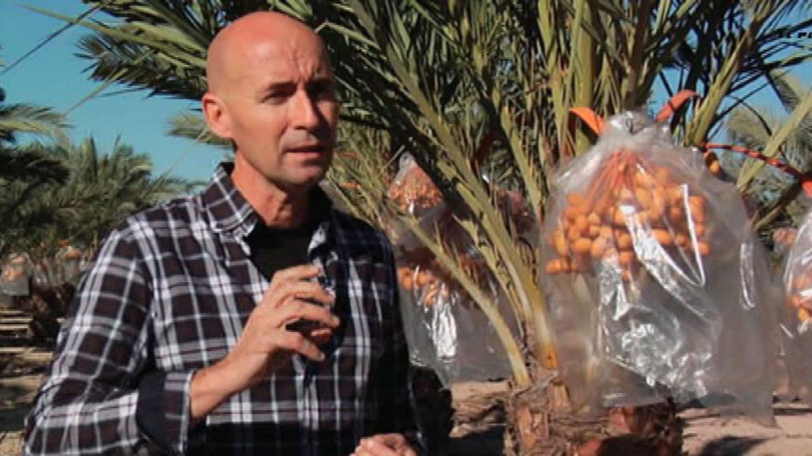 Datileros de última generación