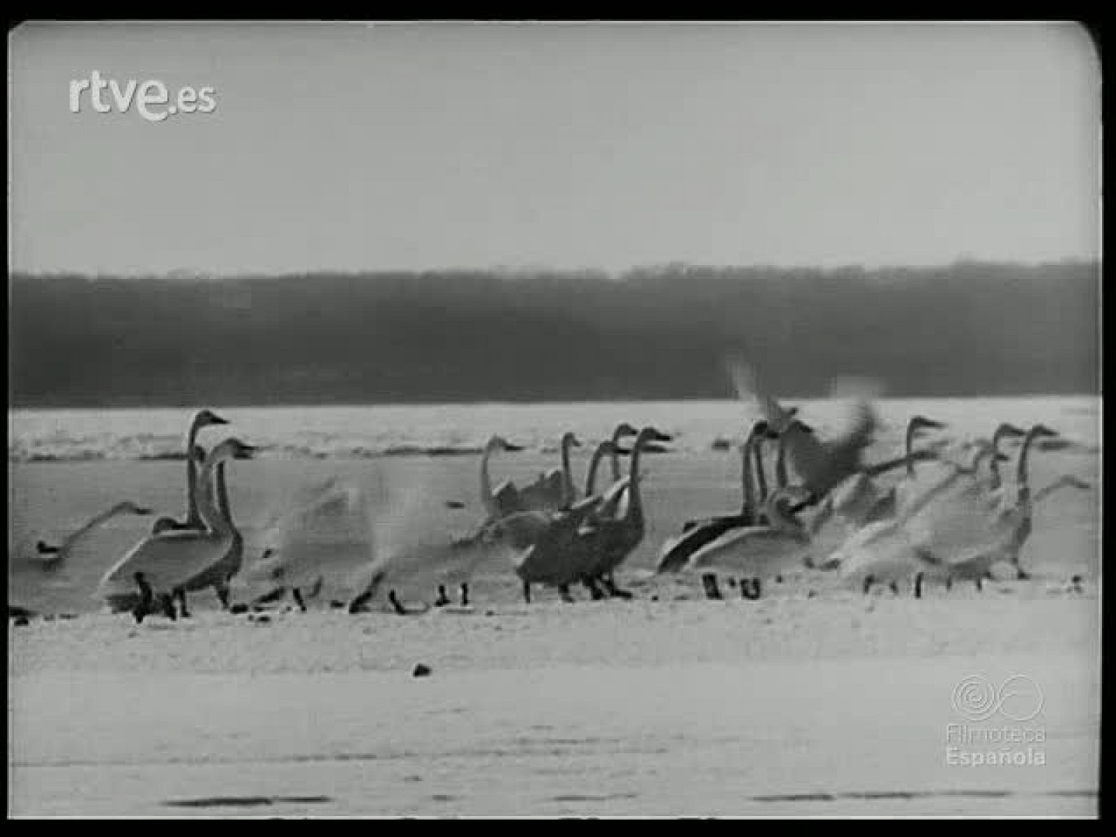 CONTRASTES DEL JAPON - Revista Imágenes | Ver