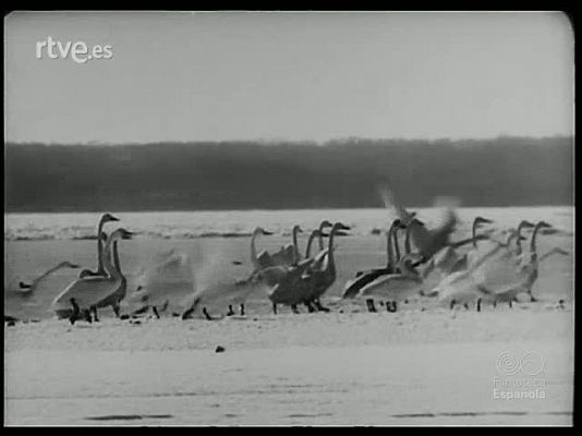 Revista Imágenes - CONTRASTES DEL JAPON