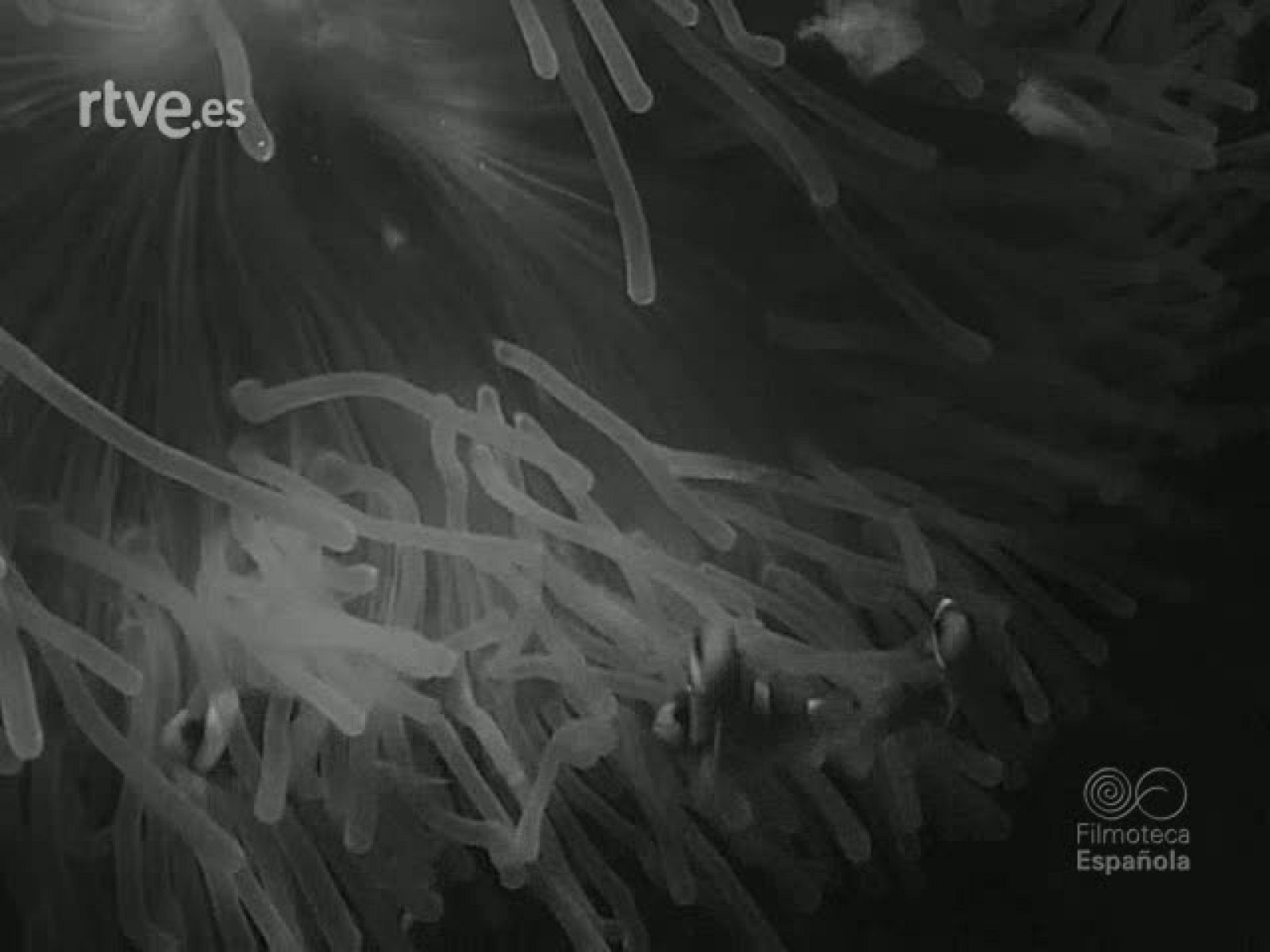 LO QUE SE PESCA - Revista Imágenes | Ver