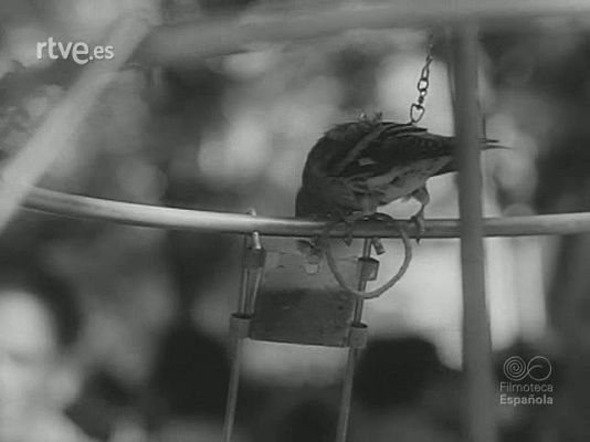 Revista Imágenes - ESTAMPAS ZOOLOGICAS