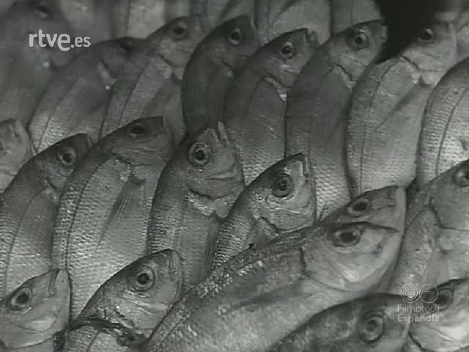 MADRID PUERTO PESQUEROO - Revista Imágenes | Ver