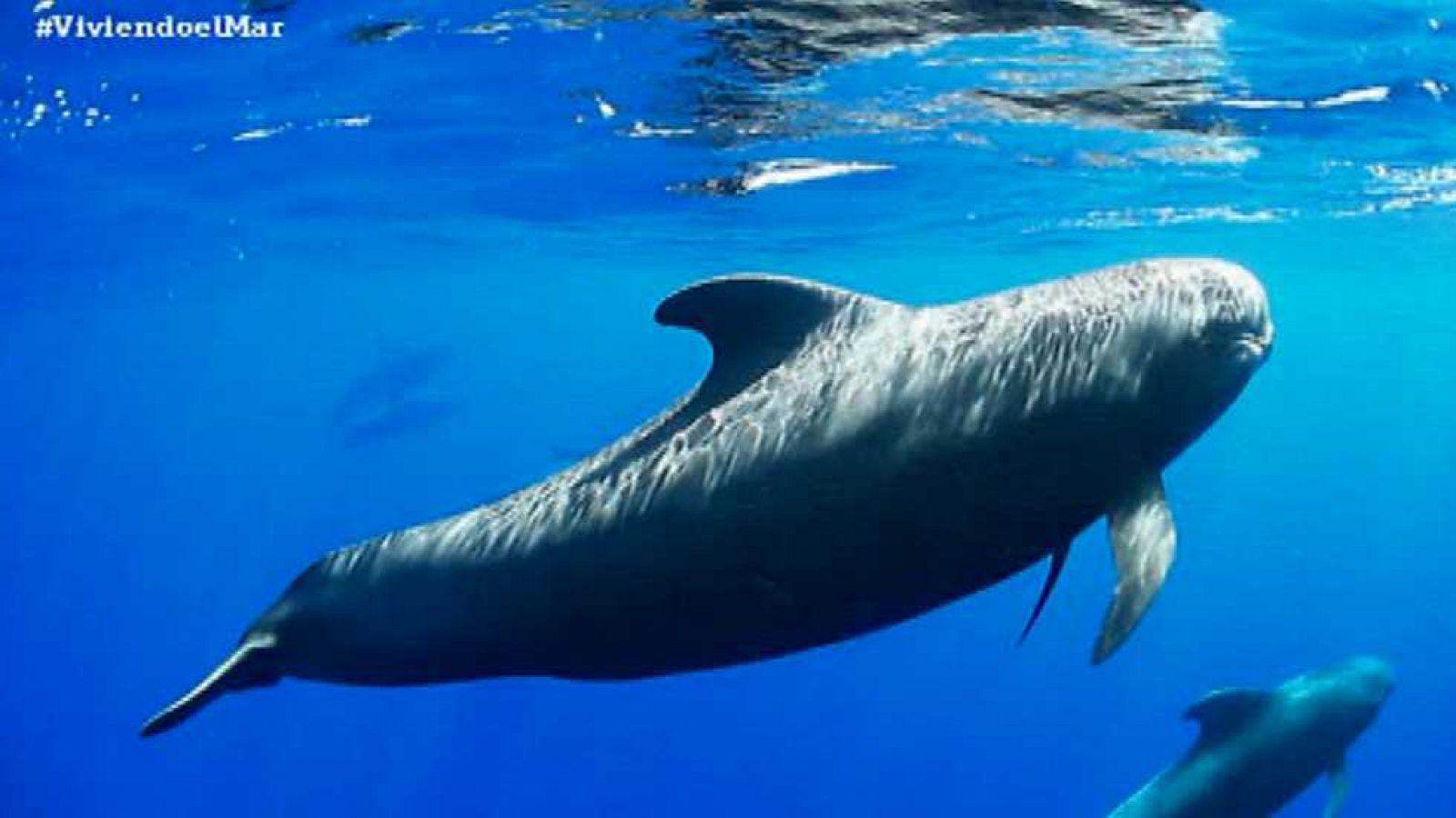 Viviendo el mar - Programa 8 - Ver ahora