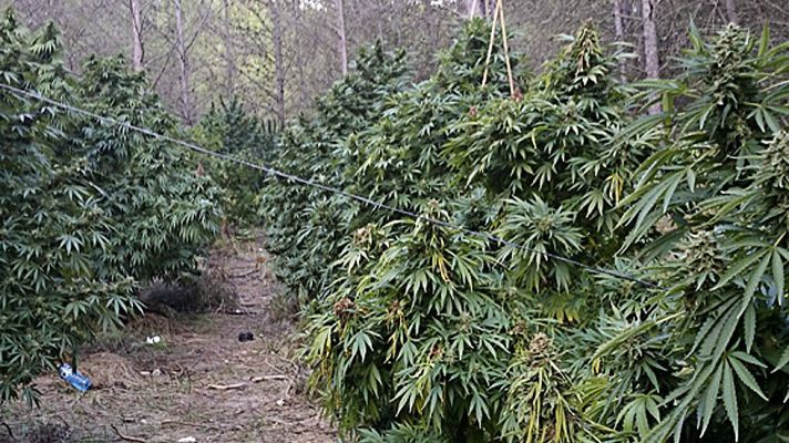 Telediario 1 - Marihuana en Girona