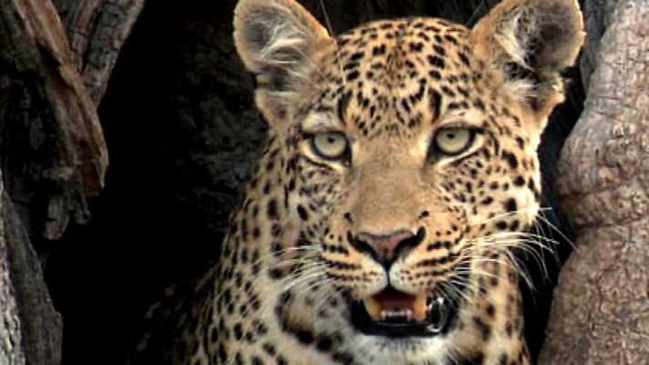 El leopardo insólito