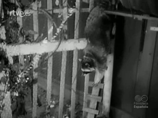 Revista Imágenes - ZOOLOGIA Y EXTRAVAGANCIA