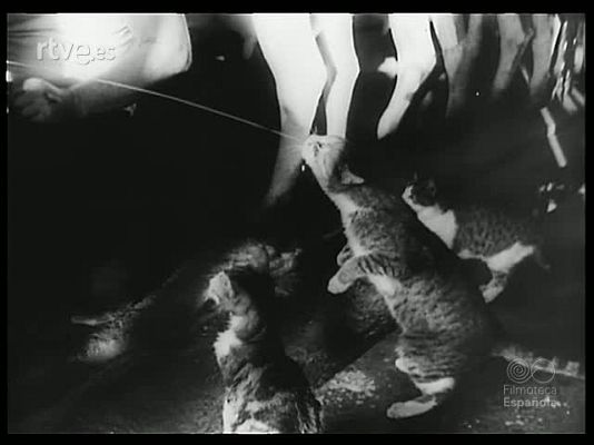 Revista Imágenes - ANIMALES MAGIA Y CIRCO